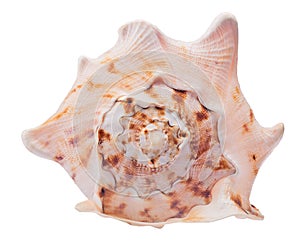 Single beige shellfish isolated on white