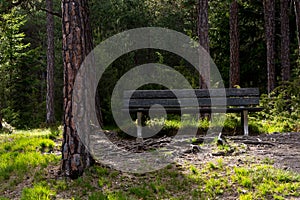 Jediný lavice v borovice les 