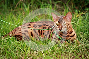 A single bengal cat in natural surroundings