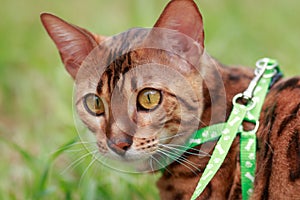 A single bengal cat in natural surroundings