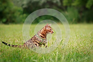 A single bengal cat in natural surroundings