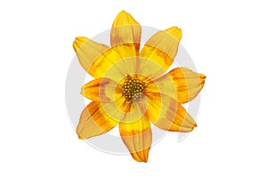 Single bidens flower