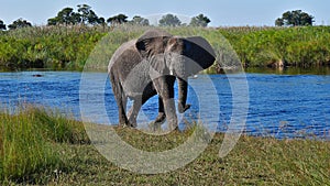 Single big African elephant walking at bank of Kwando River with hippo and bush land in background in Bwabwata National Park. photo