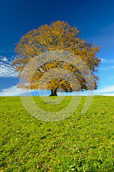 L'unico il grande faggio un albero 