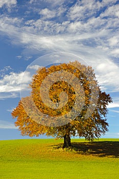 Single big beech tree