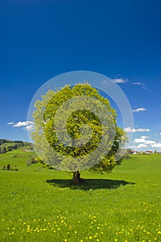 Single big beech tree