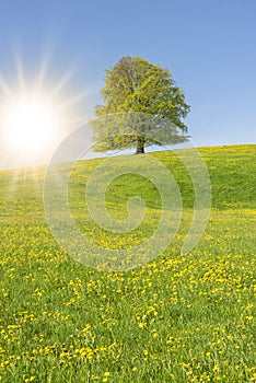 Single big beech tree on hill against sky and sun