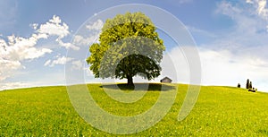 Single big beech tree