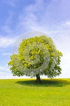 Single big beech tree at spring