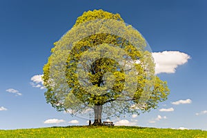 Single big deciduous tree with perfect treetop in springtime