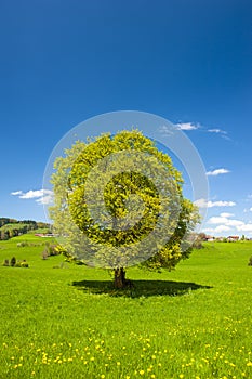 Single big deciduous tree with perfect treetop in springtime