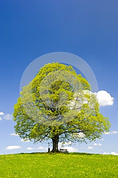 Single big linden tree at spring