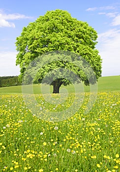 Single big old beech tree