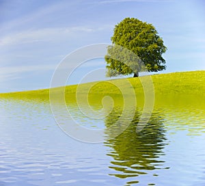 Single big old beech tree