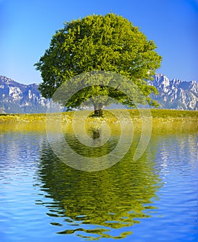 single big old beech tree