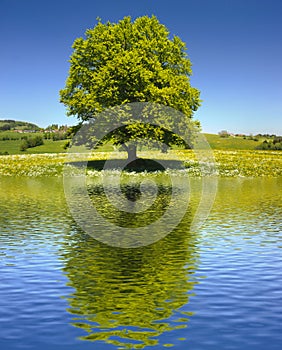 single big old beech tree