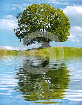 Single big old beech tree