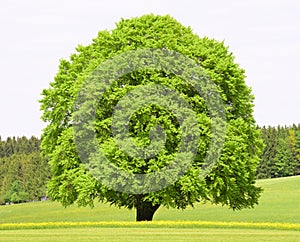 Single big old beech tree