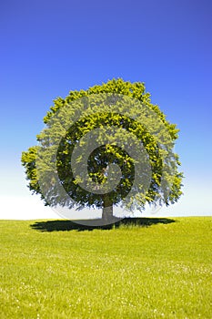 Single big old beech tree