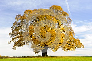 Single big old linden tree