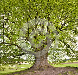 Single big old linden tree