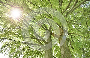 Single big old linden tree with sunbeams