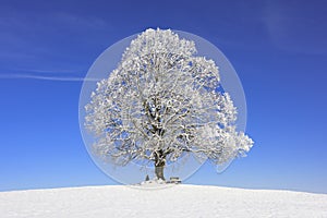 Single big old linden tree