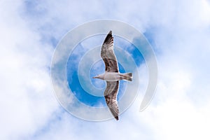 Single big seagull hovering high in clean blue sky