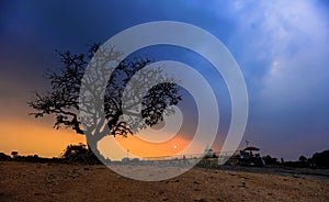 Single big tree against sunset at Lalbagh, Bangalore