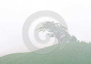 A single big tree in corn farm on the mountain with fresh fog in the morning of raining season