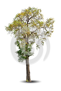 Single big tree isolated on white background