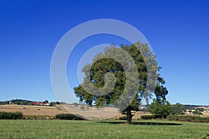 Single big tree in summer meadows