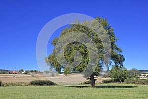 Single big tree in summer meadows