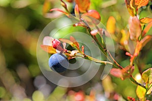 Single Bilberry or Vaccinium myrtillus photo