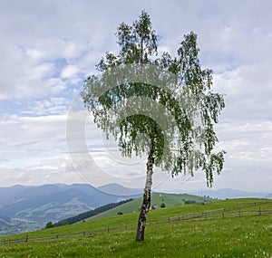 Single birch growing among hayfields in the Carpathian Mountains