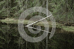 Single birch tree fallen into a lake