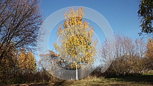 Single birch tree in a park