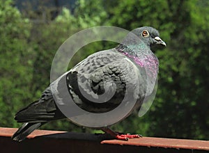 Single Bird carrier-pigeon