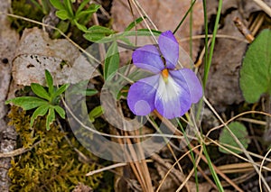 A Single Bird-foot Violet