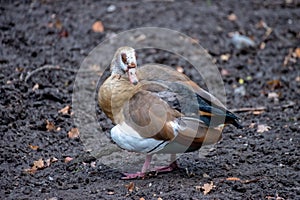 A single Bird on the ground