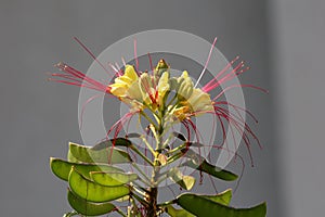 Single Bird of paradise shrub or Erythrostemon gilliesii plant with flower heads composed of yellow petals with red stamens on