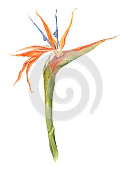 Single bird of paradise, strelizia tropical flower, watercolor botanical illustration