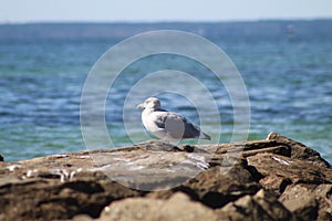 Southgate birder, falmouth beach, photo