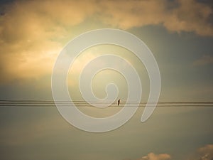 A single bird on a wire