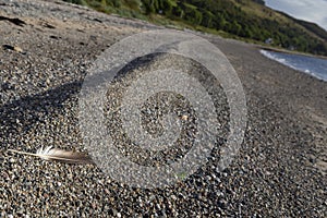 Single birds feather on a beach