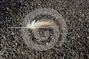 Single birds feather on a beach