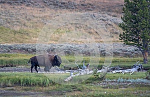 A single Bison strikes a pose