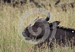 Single black buffalo on african savannah