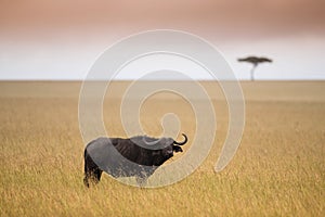 Single black buffalo on african savannah