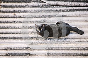 Single black cat sleep on roof tile